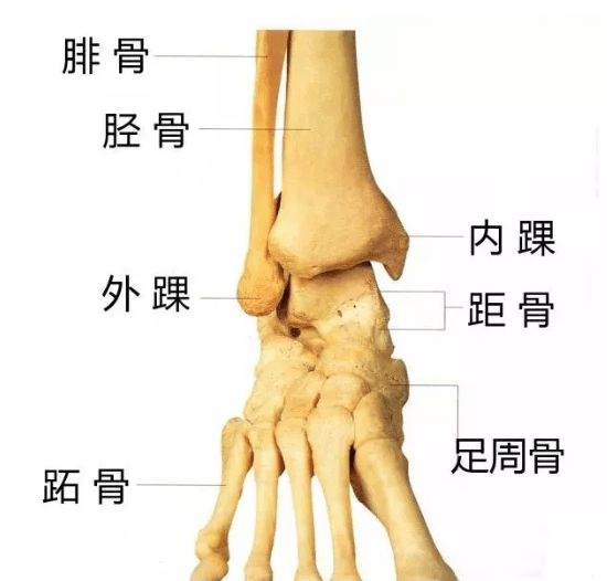 经常缓步  的人 一定要坚守  做脚踝强化练习